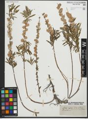 Foto von Salix repens subsp. rosmarinifolia (L.) Andersson